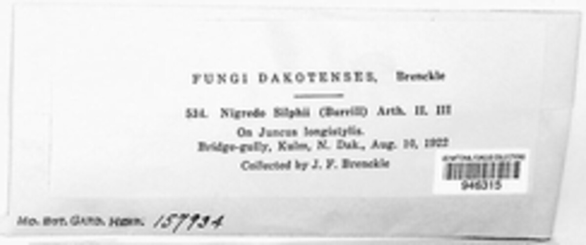 Uromyces silphii image